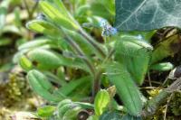 Myosotis ramosissima