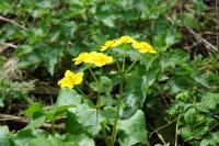 Caltha palustris
