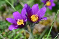 Pulsatilla vulgaris