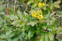 Berberis aquifolium
