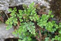 Asplenium ruta-muraria