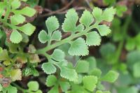 Asplenium ruta-muraria