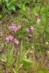 Lychnis flos-cuculi