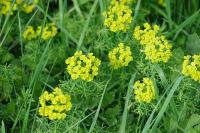 Euphorbia cyparissias