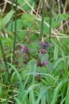 Lamium maculatum