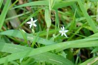 Stellaria alsine