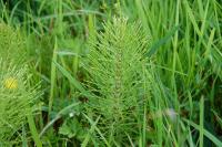 Equisetum fluviatile