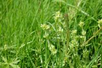 Cerastium glomeratum