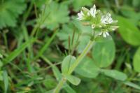 Cerastium glomeratum