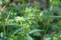 Euphorbia dulcis