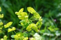 Euphorbia amygdaloides
