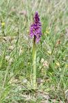 Orchis mascula