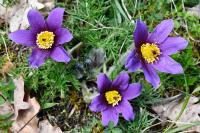 Pulsatilla vulgaris