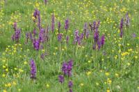 Anacamptis morio