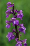 Anacamptis morio