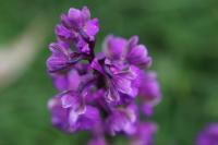 Anacamptis morio