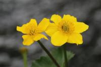 Caltha palustris