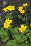 Caltha palustris