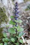 Ajuga reptans