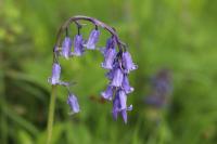 Hyacinthoides non-scripta