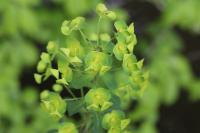 Euphorbia amygdaloides