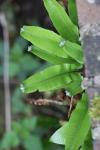 Asplenium scolopendrium