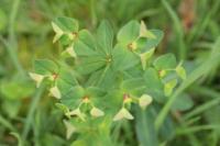 Euphorbia dulcis