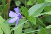 Vinca minor