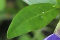 Vinca minor