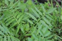 Valeriana officinalis
