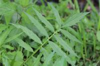 Valeriana officinalis