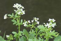 Cardamine amara