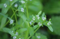 Valerianella
