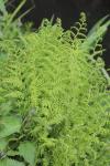 Struthiopteris spicant