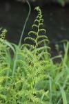 Struthiopteris spicant