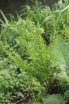 Struthiopteris spicant