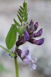 Vicia sepium