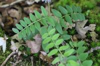 Vicia sepium