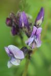 Vicia sepium