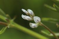 Ervilia hirsuta