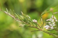 Ervilia hirsuta