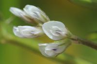 Ervilia hirsuta