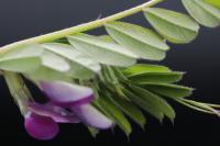 Vicia sativa