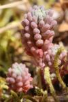 Sedum rubens