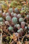 Sedum rubens