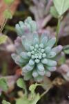 Sedum rubens