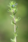 Veronica arvensis