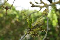 Fraxinus excelsior