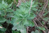 Hylotelephium telephium