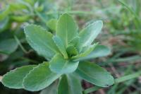 Hylotelephium telephium